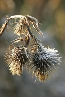1049 Frost Coated Thistle Head